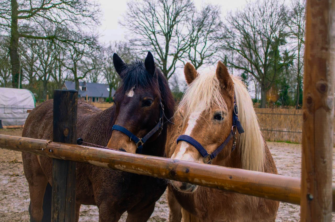 Twee van onze vier paarden bij het hek